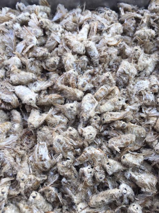 雄蚕蛾 商品图2