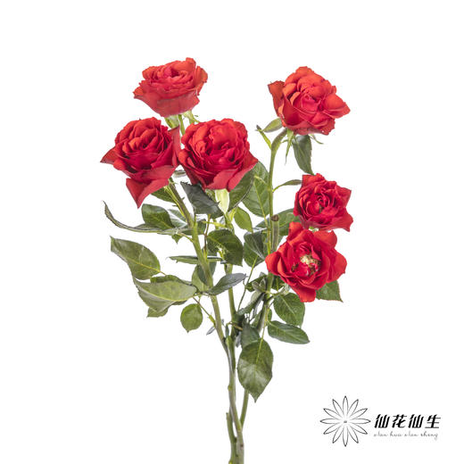 多头玫瑰 | 霓虹泡泡 商品图1