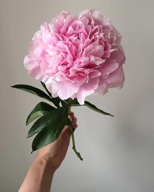 【预售！4.20起陆续发出】餐盘【我想和你一起吃很多顿饭】简小姐精选 稀有进口品种粉色大芍药 2件包邮 顺丰空运直发 商品图6