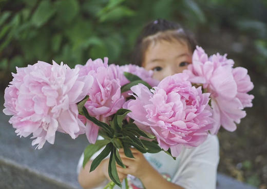 【预售！4.20起陆续发出】餐盘【我想和你一起吃很多顿饭】简小姐精选 稀有进口品种粉色大芍药 2件包邮 顺丰空运直发 商品图3