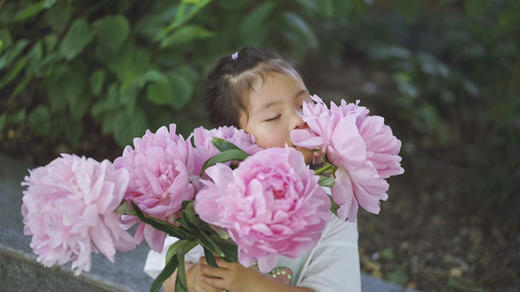 【预售！4.20起陆续发出】餐盘【我想和你一起吃很多顿饭】简小姐精选 稀有进口品种粉色大芍药 2件包邮 顺丰空运直发 商品图4