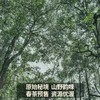 【积分抵现】【2021春茶刮风寨】云南普洱生茶茶叶易武800古茶茶饼 商品缩略图3