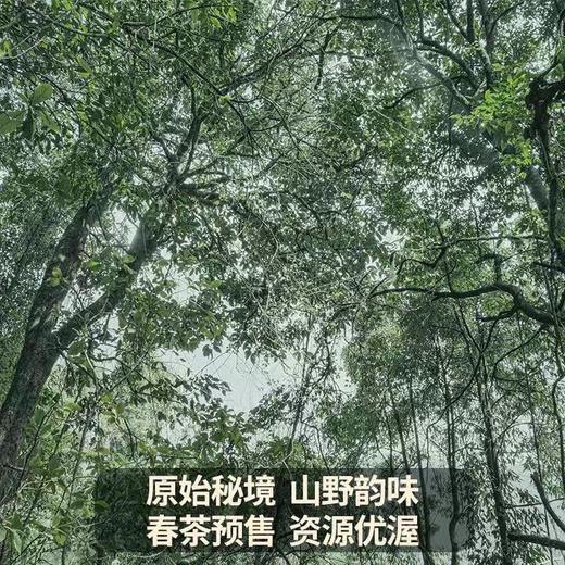 【积分抵现】【2021春茶刮风寨】云南普洱生茶茶叶易武800古茶茶饼 商品图3