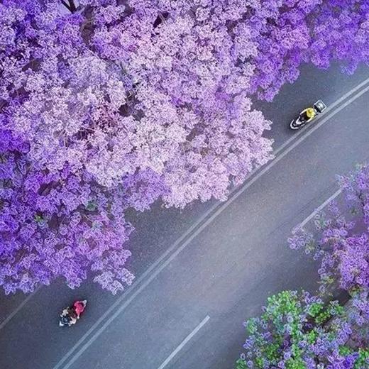 【五一丨泸沽湖·蓝花楹】（5.1-4/2-5）泸沽湖摩挲古村落，邂逅西昌醉美蓝花楹 商品图1