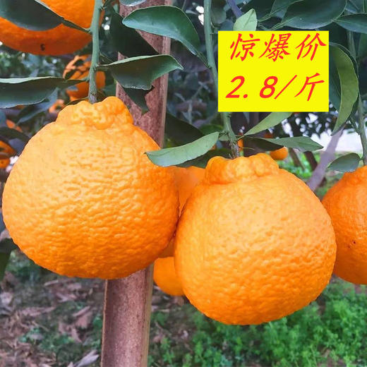 惊爆价2.8/斤(原价3.8) 不知火-丑橘8.6元/5个 约1600g 商品图0