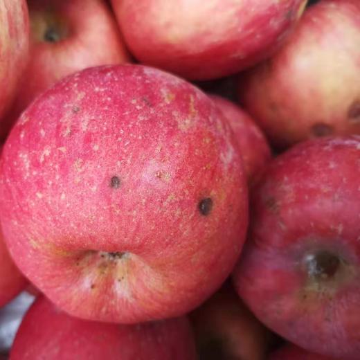 生态烟台红富士苹果（瑕疵果） | 合作生产*Eco-Yantai red Fuji Apple| Coproduction 商品图0