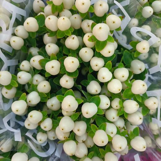 【荷兰】进口火龙珠  多色可选  约10枝/扎 商品图6