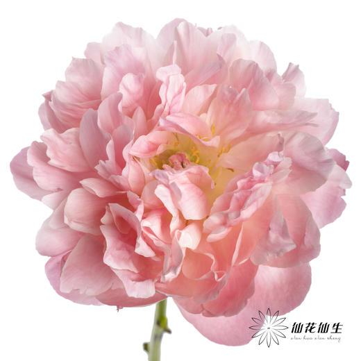 【山东仓现货】顺丰空运包邮 | 夏威夷珊瑚（有几率开成单瓣，介意慎拍） 商品图5