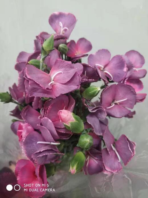 【布诺】波萝蜜，蝴蝶康，复古紫色，18-20支/扎 商品图4