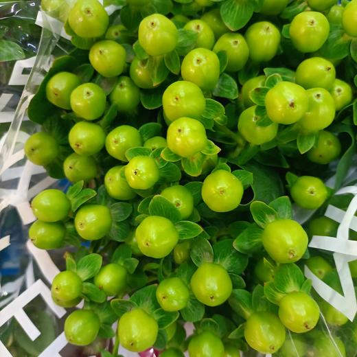 【荷兰】进口火龙珠  多色可选  约10枝/扎 商品图9