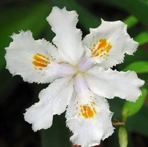 配花-鸢尾-白色-10枝 商品图0