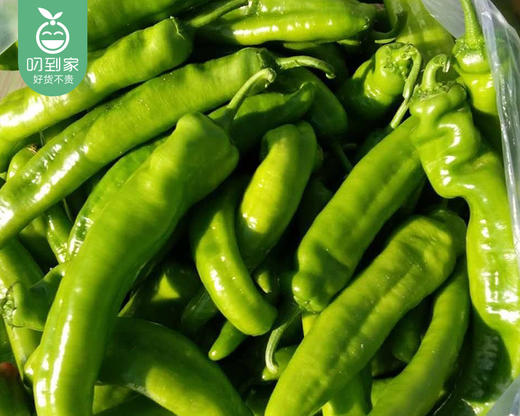 同安本地新鲜青尖椒/1份（1kg±100g） 商品图2