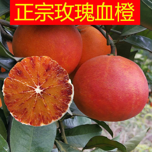 正宗新鲜玫瑰血橙 仅售25/2500g 商品图1
