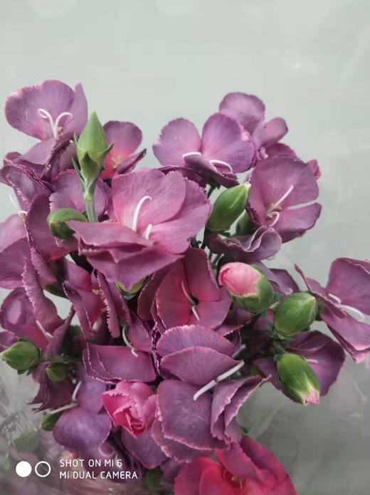 【布诺】波萝蜜，蝴蝶康，复古紫色，18-20支/扎 商品图3