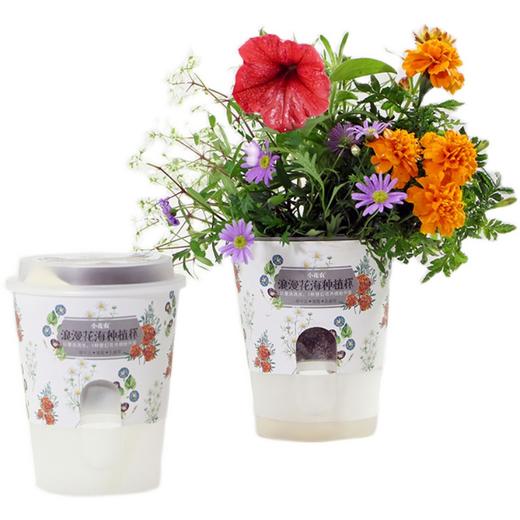 小花农吸水型儿童手工DIY桌面小盆栽【三款装】+送5包种子 商品图4