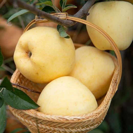 业主福利~【日本原种金星苹果】约5斤/11斤，日本皇室御用苹果 商品图0