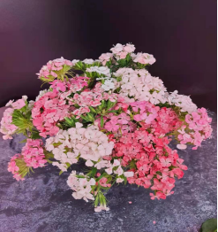 相思梅（云南）10枝/扎