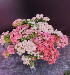 相思梅（云南）10枝/扎 商品图0