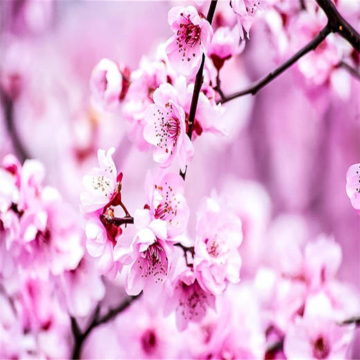 周末1天【平谷桃花A线】人间最美四月天-金海湖徒步 商品图3