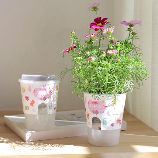 小花农吸水型儿童手工DIY桌面小盆栽【三款装】+送5包种子 商品图2