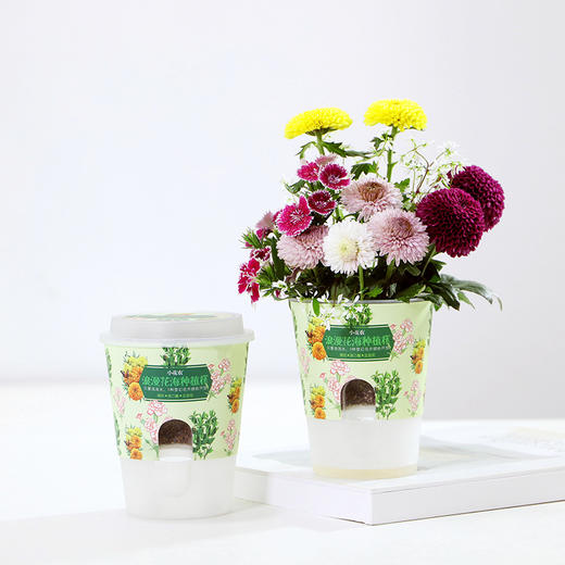 小花农吸水型儿童手工DIY桌面小盆栽【三款装】+送5包种子 商品图3