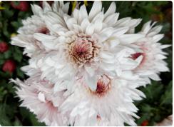 小翠菊（云南）10枝/扎 商品图2