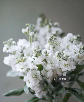 大束白色紫罗兰（5月27日下午取花！），大束10支原价88元，团购26元/束！