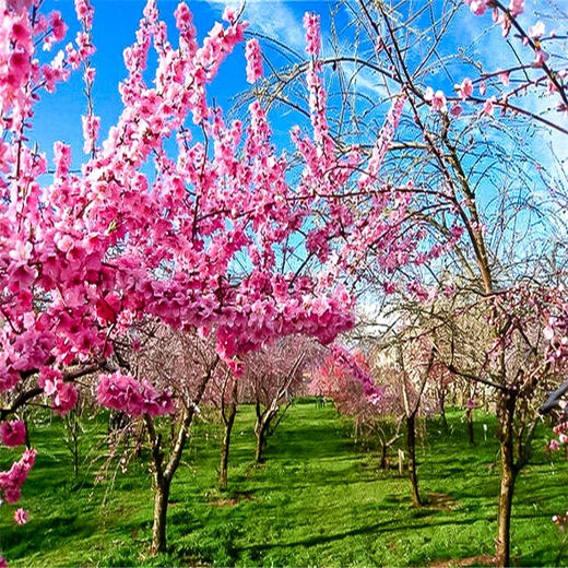 周末1天【平谷桃花A线】人间最美四月天-金海湖徒步 商品图5