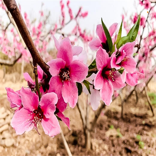 周末1天【平谷桃花A线】人间最美四月天-金海湖徒步 商品图2