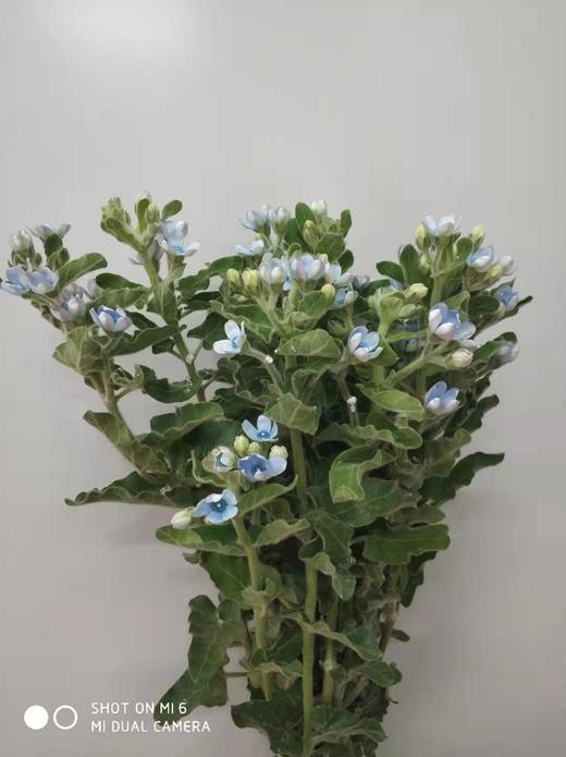 【珍惜当下】蓝星花  蓝色 若干枝/扎 商品图6