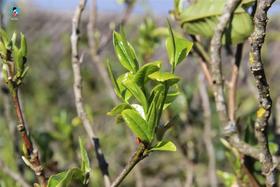  2021年茶山行第6季︱日记17：坝糯，以藤条茶闻名于世！ 