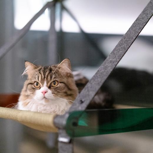 pidan窗户上的猫窝榉木实木猫吊床壁挂窝吸盘窗台观景晒太阳 商品图3