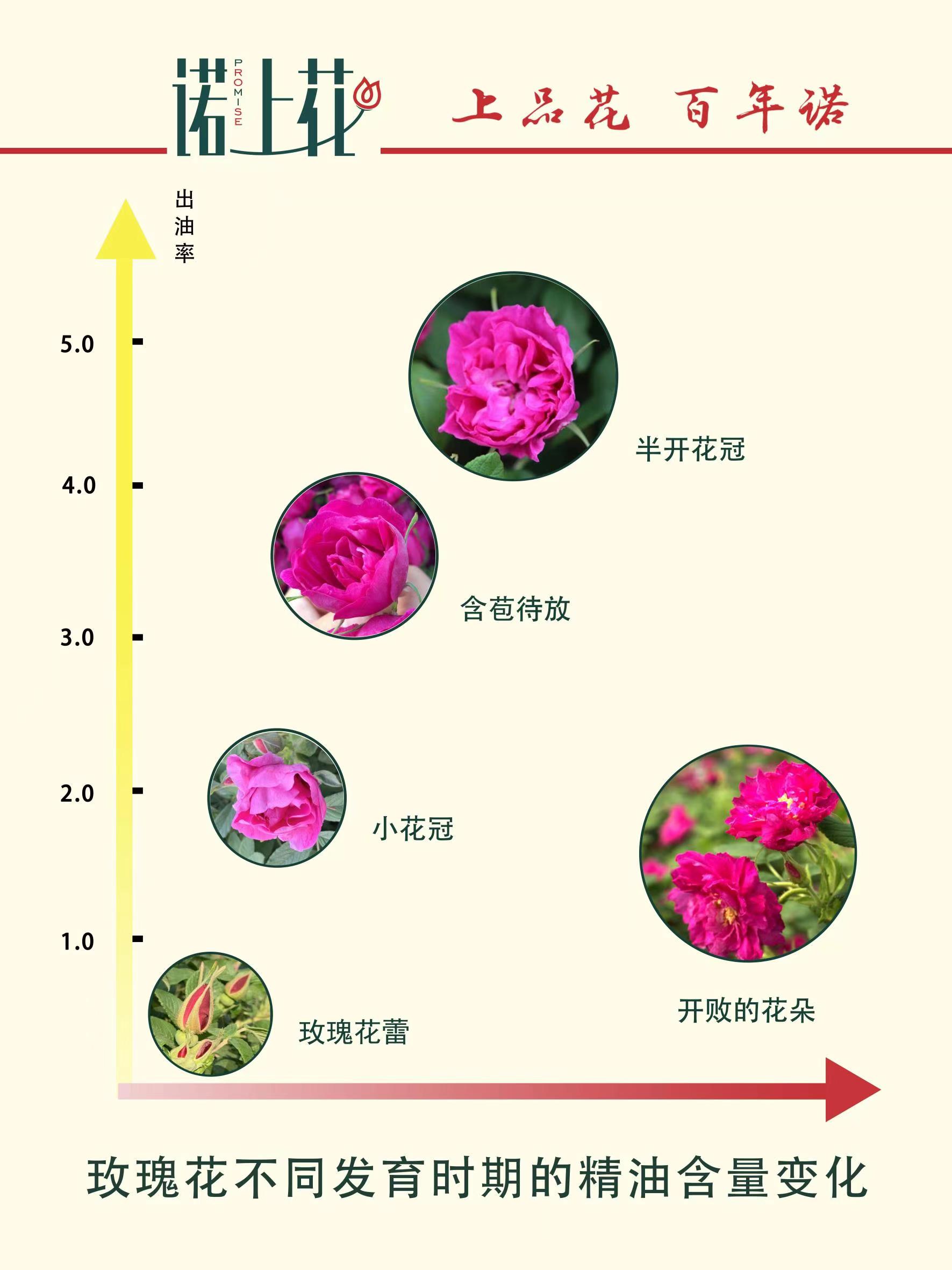诺上花玫瑰花茶低温烘干平阴玫瑰茶瓶装玫瑰花冠花草茶优选花冠茶