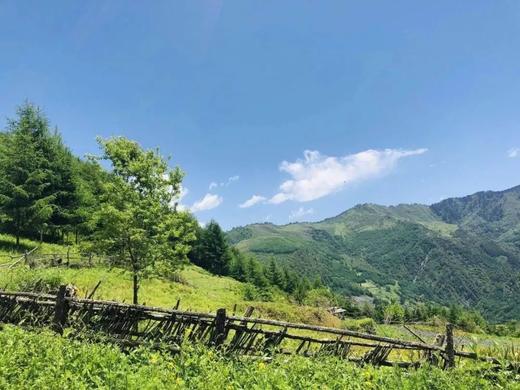 【拼包车出行 | 自由安排  】卧龙甘海子直通车|天然草甸牧场、看那汪卧龙之眼 商品图0