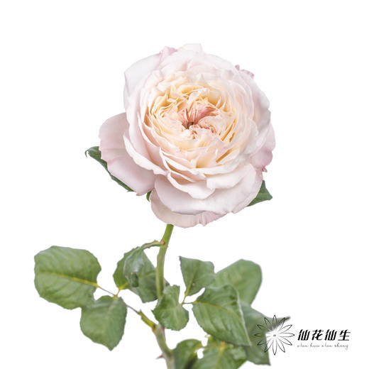 百利信单头玫瑰 | 凯拉 商品图6