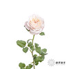 百利信单头玫瑰 | 凯拉 商品缩略图7