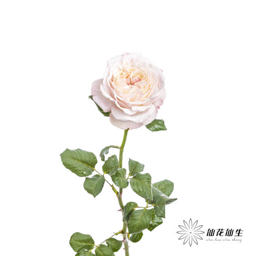 百利信单头玫瑰 | 凯拉 商品图7