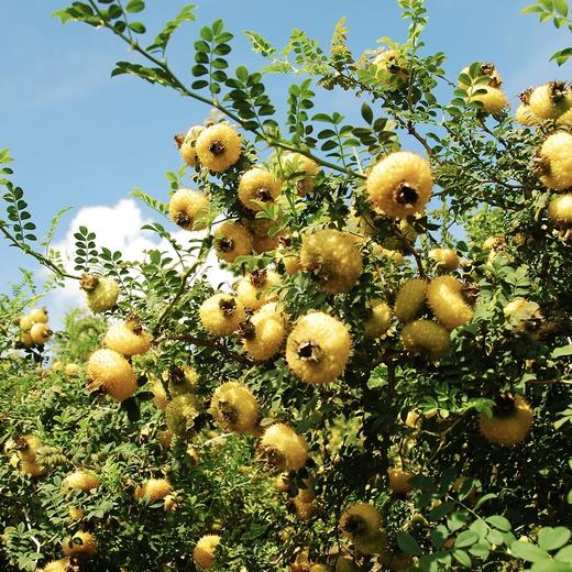 千优谷刺梨高C果汁饮料｜严选好刺梨 维C+益生元 开胃止渴  酸甜适口有营养 商品图3