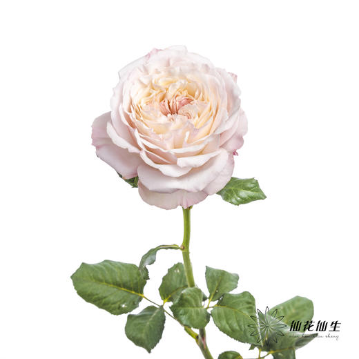 百利信单头玫瑰 | 凯拉 商品图8