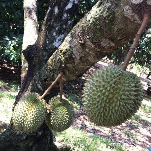 泰国甲仑榴梿一级大果 （包5房）保留好快递单 /48-72小时发货 商品图14