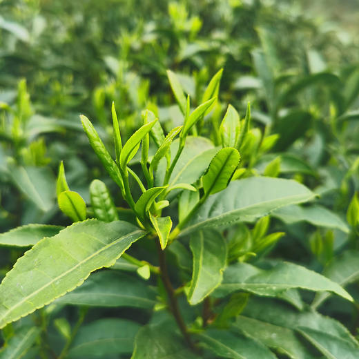 小众有机好茶 来自世外桃源般纯净的栀子花岛 有机 通过SGS欧盟500余项检测 |百里食 商品图8