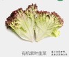 青沃紫叶生菜 商品缩略图0