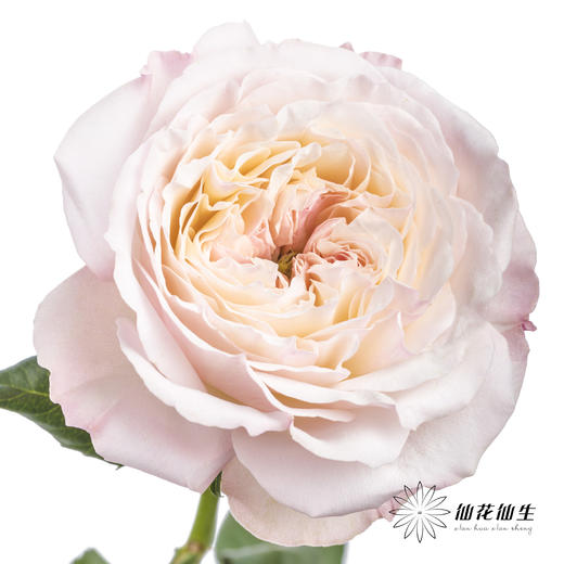 百利信单头玫瑰 | 凯拉 商品图2