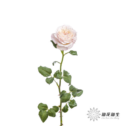 百利信单头玫瑰 | 凯拉 商品图5