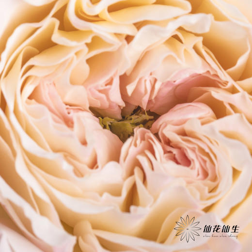 百利信单头玫瑰 | 凯拉 商品图9