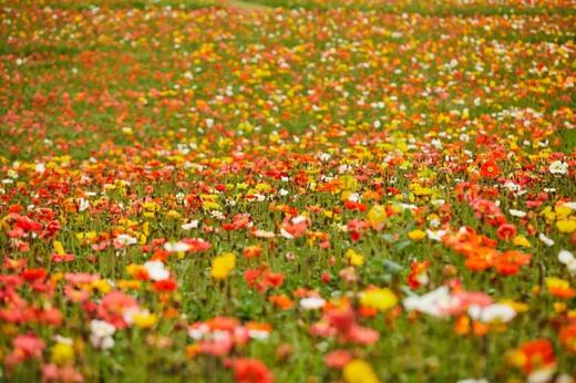 【拼包车出行 | 自由安排  】石象湖直通车|花海、骑马、游乐园，全套娱乐设备应有尽有 商品图5