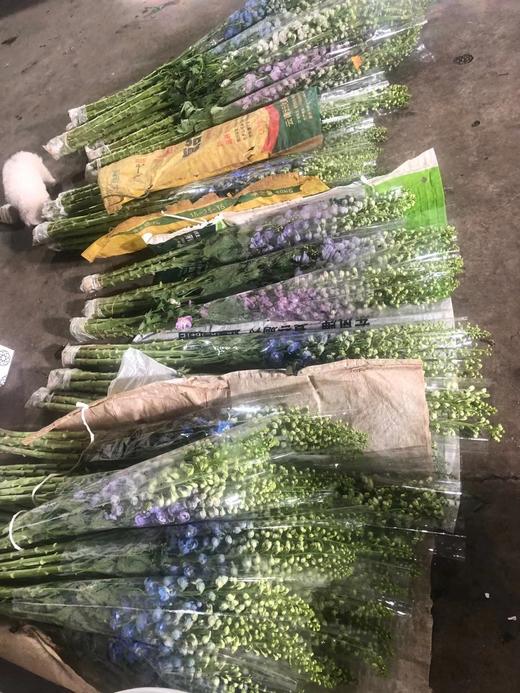 A级大飞燕 商品图1