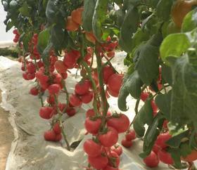 四月份蔬菜的追肥