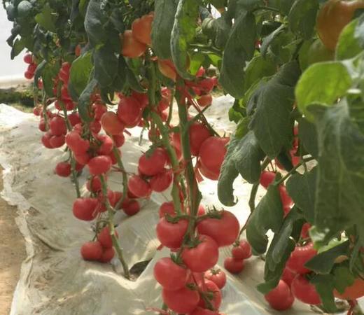 四月份蔬菜的追肥 商品图0