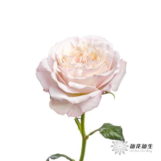 百利信单头玫瑰 | 凯拉 商品图4